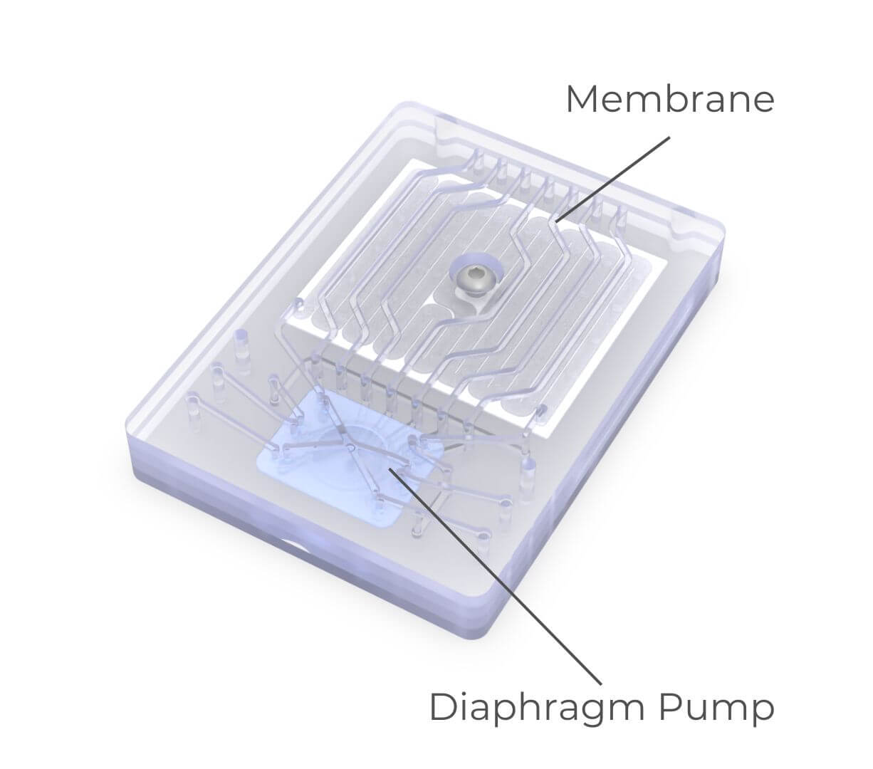 Membrane-1