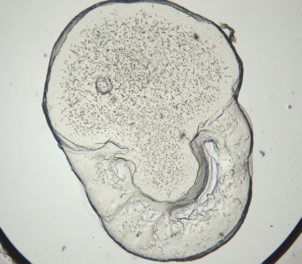 lcp-vis