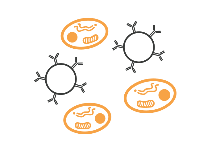 Cell-Bead-Based-Assays