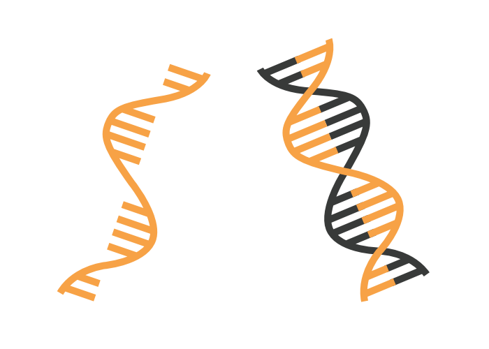 Nucleic-Acid-Workflows